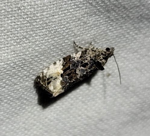 Apotomis sororculana  - Thomas Lux