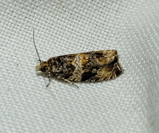 Endothenia sp.  - Thomas Lux