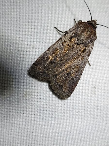 Euxoa nigrofusca  - Thomas Lux