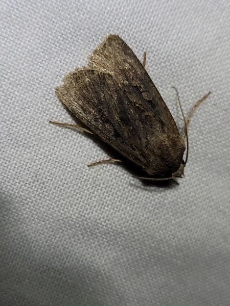 Euxoa nigrofusca  - Thomas Lux