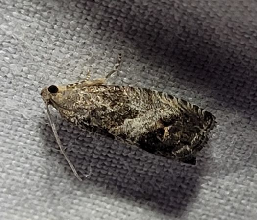 Cydia splendana  - Thomas Lux