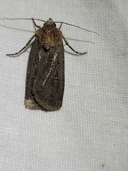 Euxoa nigrofusca  - Thomas Lux