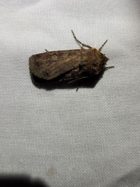 Euxoa nigrofusca  - Thomas Lux