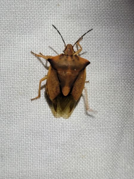 Carpocoris fuscispinus  - Thomas Lux