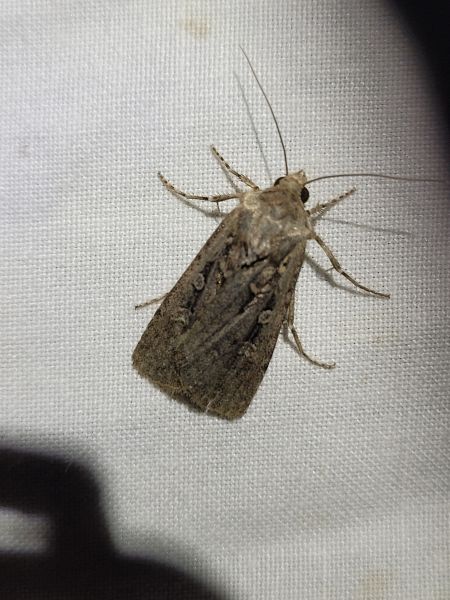 Euxoa nigrofusca  - Thomas Lux
