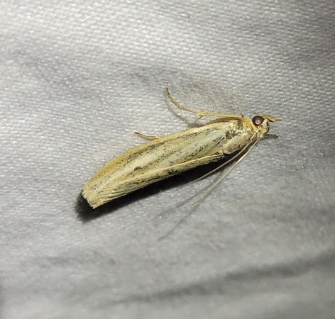 Selagia argyrella  - Thomas Lux