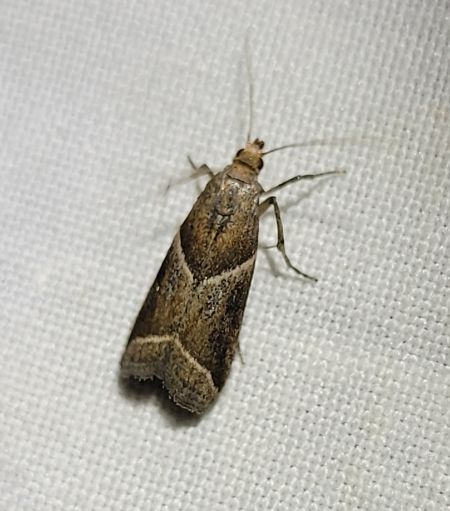 Nyctegretis lineana  - Thomas Lux