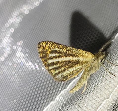 Isturgia limbaria  - Thomas Lux