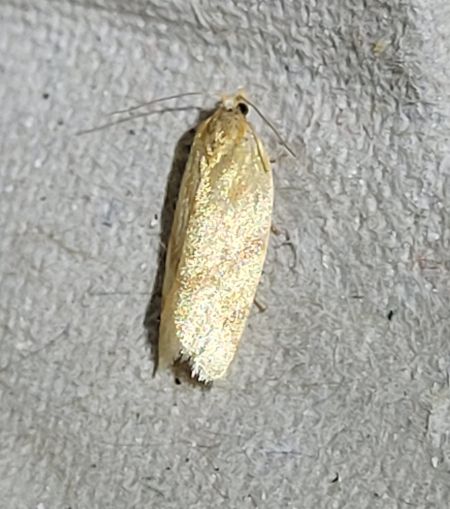 Clepsis pallidana  - Thomas Lux