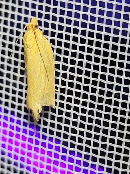 Clepsis pallidana  - Thomas Lux