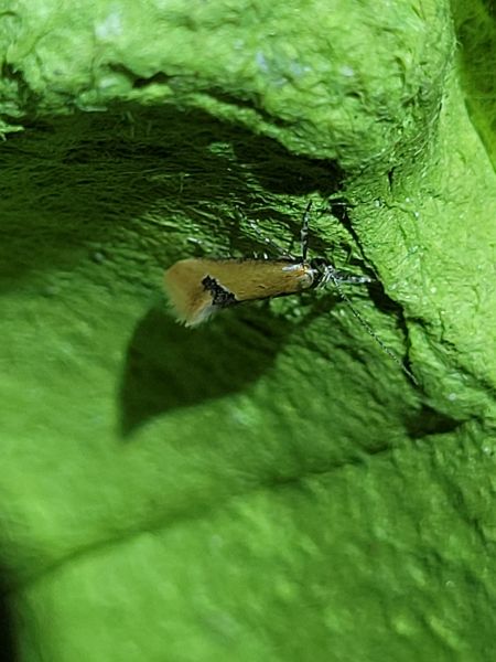 Batia sp.  - Thomas Lux