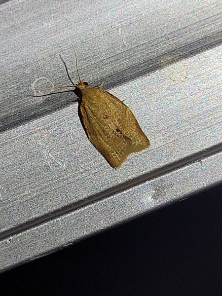 Clepsis consimilana  - Thomas Lux