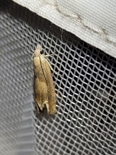 Eucosma conterminana  - Thomas Lux