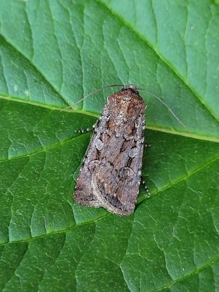 Euxoa nigrofusca  - Thomas Lux