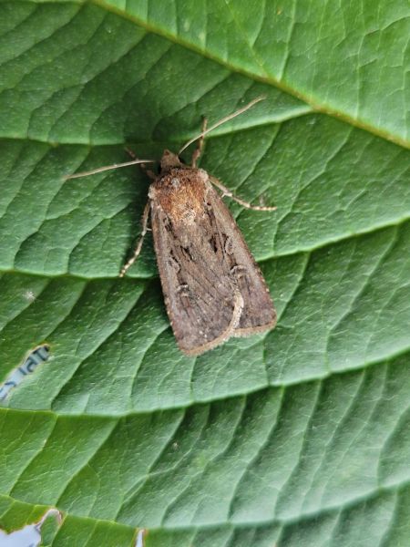 Euxoa nigrofusca  - Thomas Lux