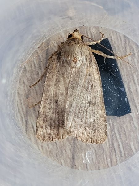 Amphipyra tragopoginis  - Thomas Lux