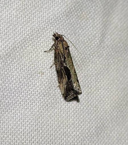 Endothenia quadrimaculana  - Thomas Lux