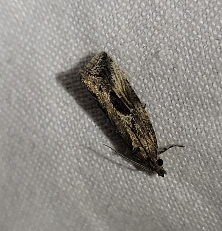 Endothenia quadrimaculana  - Thomas Lux