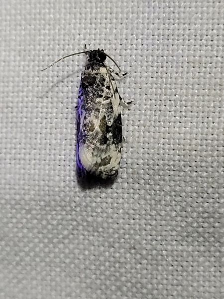 Celypha woodiana  - Thomas Lux