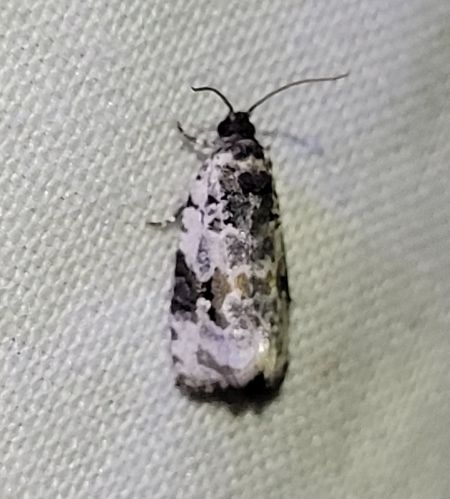 Celypha woodiana  - Thomas Lux