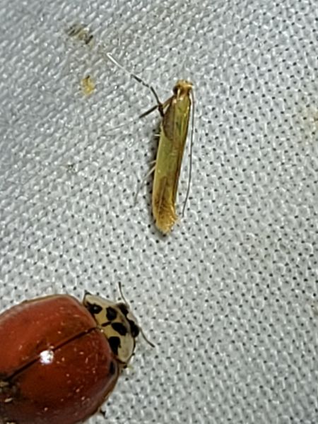 Caloptilia sp.  - Thomas Lux
