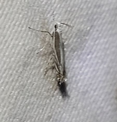 Micrurapteryx kollariella  - Thomas Lux