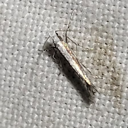 Micrurapteryx kollariella  - Thomas Lux