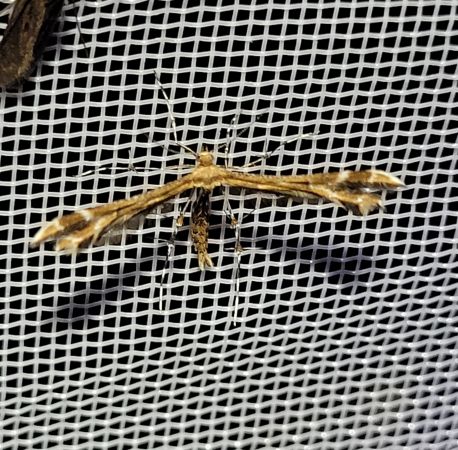 Oxyptilus sp.  - Thomas Lux
