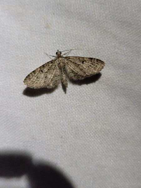 Eupithecia virgaureata  - Thomas Lux
