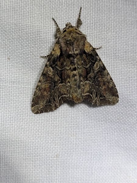 Lacanobia thalassina  - Thomas Lux