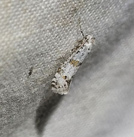 Scythropia crataegella  - Thomas Lux