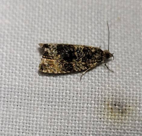 Celypha lacunana  - Thomas Lux