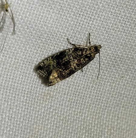 Celypha lacunana  - Thomas Lux