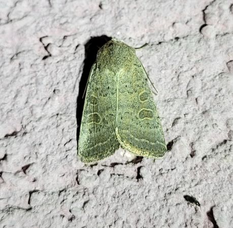 Hoplodrina ambigua  - Thomas Lux