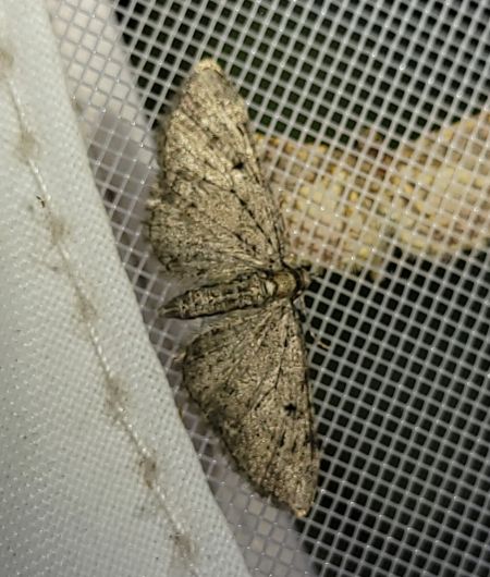 Eupithecia virgaureata  - Thomas Lux