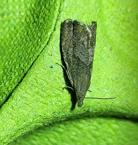 Dichrorampha indéterminé  - Thomas Lux