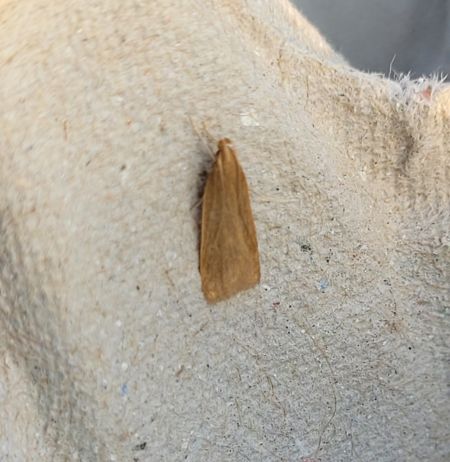Helcystogramma rufescens  - Thomas Lux