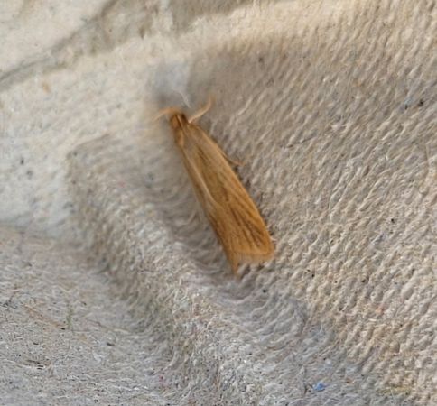 Helcystogramma rufescens  - Thomas Lux