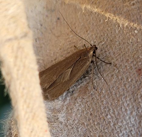 Acompsia cinerella  - Thomas Lux