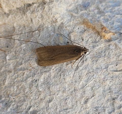 Acompsia cinerella  - Thomas Lux