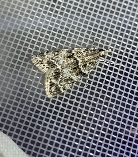 Eudonia lacustrata  - Thomas Lux