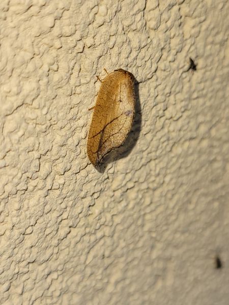 Drepanepteryx phalaenoides  - Thomas Lux