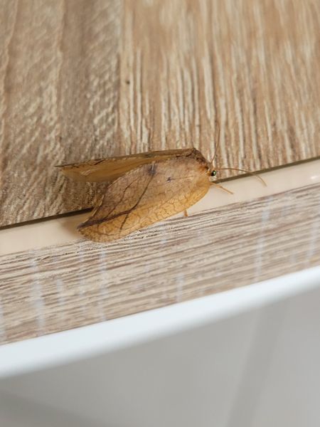 Drepanepteryx phalaenoides  - Thomas Lux