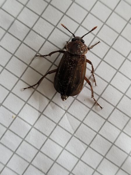 Necrodes littoralis  - Thomas Lux