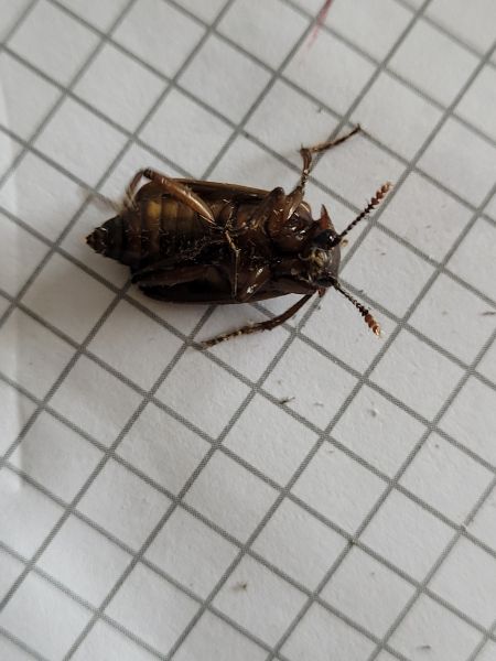 Necrodes littoralis  - Thomas Lux