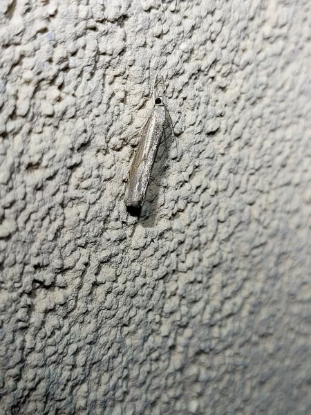 Agriphila geniculea  - Thomas Lux