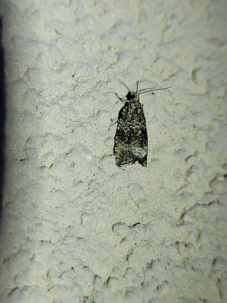 Celypha lacunana  - Thomas Lux