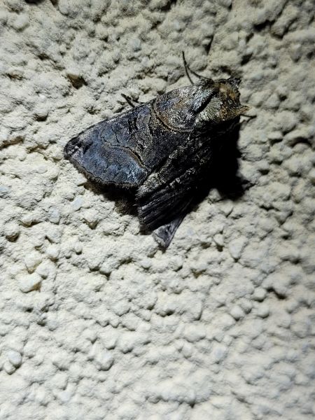 Abrostola tripartita  - Thomas Lux
