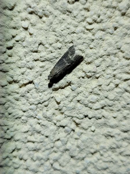 Euzophera bigella  - Thomas Lux