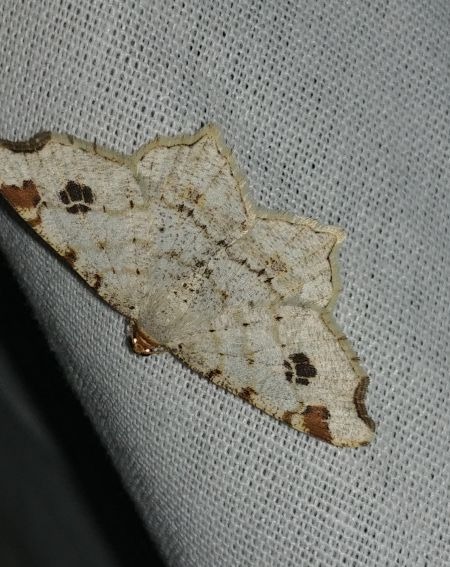 Macaria notata 